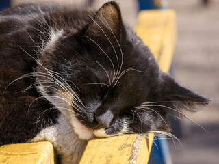 A wild cat sleeps on a bench on a summer sunny day. Close-up