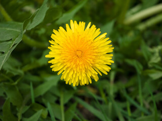 Yellow dandelion in the green grass on a summer day. Close-up