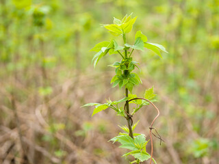 Ash-leaved maple sprout with young green leaves on a spring day. Close-up