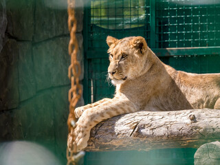 A young lioness lies on a log in a zoo aviary, on a sunny summer day. Close-up