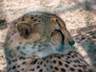 A cheetah basks in the sun in a zoo enclosure on a summer day. Close-up