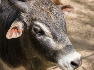Buffalo portrait. Sunny summer day. Close-up