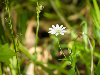 Starflower (drunken grass) among the grass on a spring day. Close-up