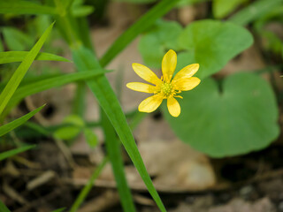 Spring buttercup among the grass on a spring day. Close-up