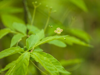 Elderberry flower among grass on a spring day. Close-up