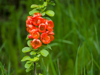 Red quince flowers on young shoots among green grass on a spring day. Close-up