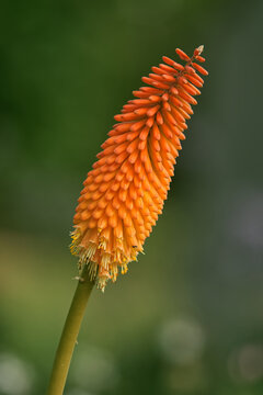 Kniphofia uvaria with closeup of blooming flowerhead. Also known as tritomea, torch lily, or red hot poker.