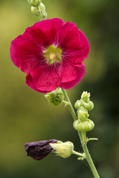 Alcea rosea, closeup of red blooming ornamental flowering plant of family Malvaceae. Also known as common hollyhock.