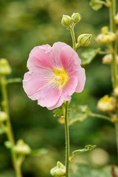 Alcea rosea, closeup of pink blooming ornamental flowering plant of family Malvaceae. Also known as common hollyhock.