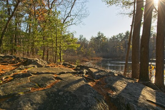Late autumn sunshine in the woodlands of Harold Parker State forest