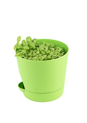 Green plastic flower pot with basil greens.