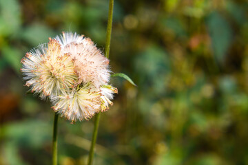 Common dandelion is the familiar weed of lawns and roadsides.