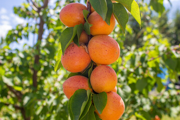 Apricots hanging on tree branches. Agriculture and harvesting concept.