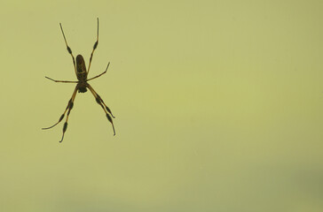 Close Up Large Brown and Black Spider Isolated on Bright Green Background - Macro Insect Photo