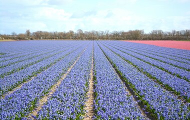 Fototapeta na wymiar Hyacinth flower field in Julianadorp, the Netherlands. 