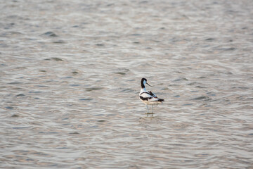 Water bird pied avocet, Recurvirostra avosetta, feeding in the lake. The pied avocet is a large black and white wader with long, upturned beak
