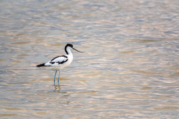Water bird pied avocet, Recurvirostra avosetta, feeding in the lake. The pied avocet is a large...