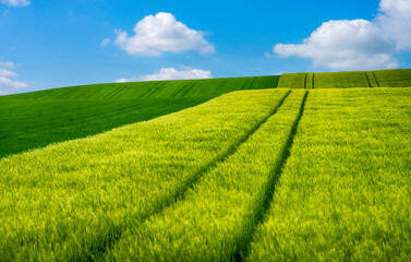 Naklejka premium green field and blue sky