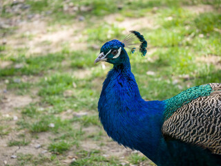 A male peacock walks in the park on a sunny summer day. Close-up