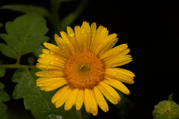 A yellow flower from the top view with raindrops in its petals.