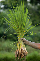Carrying a bunch of paddy plant ready for plantation with a muddy hand.