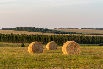 hay bales in the field