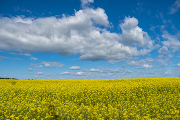 field of yellow flowers