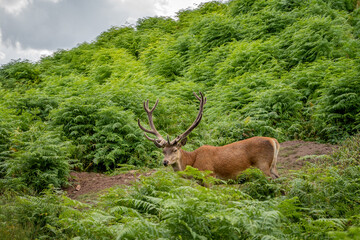 A Stag Deer Grazing on Bracken in the English Summer Countryside