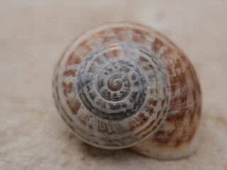 Snail shell on a smooth light stone. The golden ratio in nature. The dwelling of a gastropod mollusk. The external skeleton of gastropods.