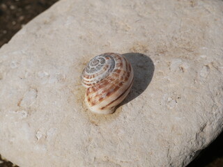 Snail shell on a smooth light stone. The golden ratio in nature. The dwelling of a gastropod mollusk. The external skeleton of gastropods.