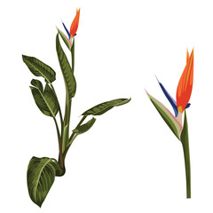 Strelitzia reginae flower (bird-of-paradise, crane flower). Orange tropical flower plant isolated on white. Green leaves, orange and violet blossom design set. South African plant.