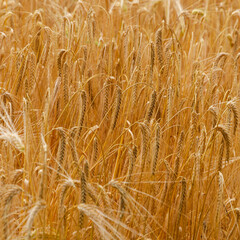 golden wheat field