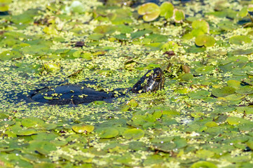 A painted turtle in a pond full of duckweed and aquatic vegetation 