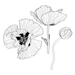 Silhouette of poppy flower. Abstract black white line poppy on white background.