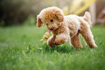 A playful, beautiful, healthy, young poodle is running around in a sunny meadow with its toy rubber...