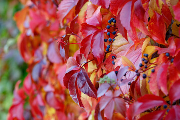 Blue Fruits of virginia creeper (Parthenocissus quinquefolia) in red autumn plant foliage.
