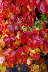 Autumn background with red-yellow leaves of Parthenocissus plant.
