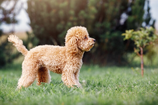 Toy poodle puppy on green grass. Horizontal photo, side view