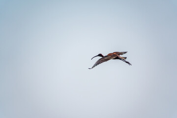 A graceful water bird glossy ibis, latin name Plegadis falcinellus, flying in blue sky