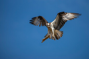 Osprey with a piece of wood for its nest