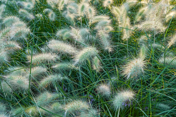Rural scenery of ripening ears of meadow rye field in summer. Agriculture, organic food production, rural life, harvest, healthy food, botany, nature, wallpaper concept