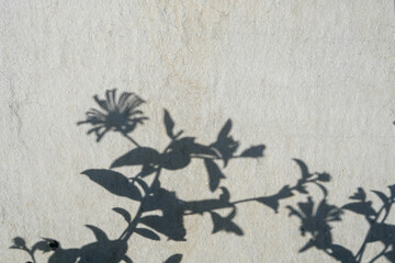 Flower shadow on the grey concrete wall background. Nature texture for wallpaper and any design, copy space