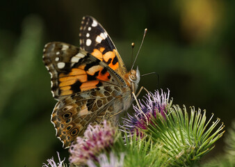 Fototapeta na wymiar Butterfly on a wild flower