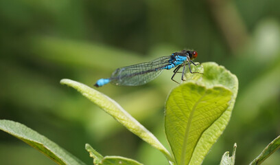 A dragonfly resting among plant leaves