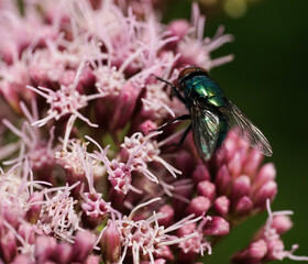 A fly on a flower