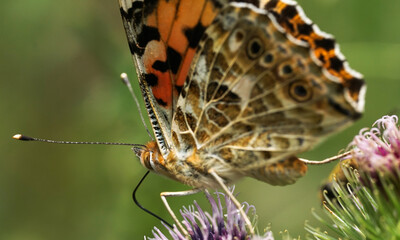 Fototapeta na wymiar Butterfly on a wild flower
