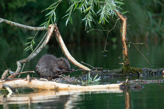 Junger Biber - Kletterpartie auf dem Futterbaum