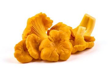 Chanterelle or girolle mushrooms, isolated on white background.