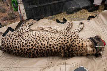 Wild animal being checked in the field South Africa