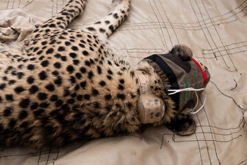 Cheetah being checked